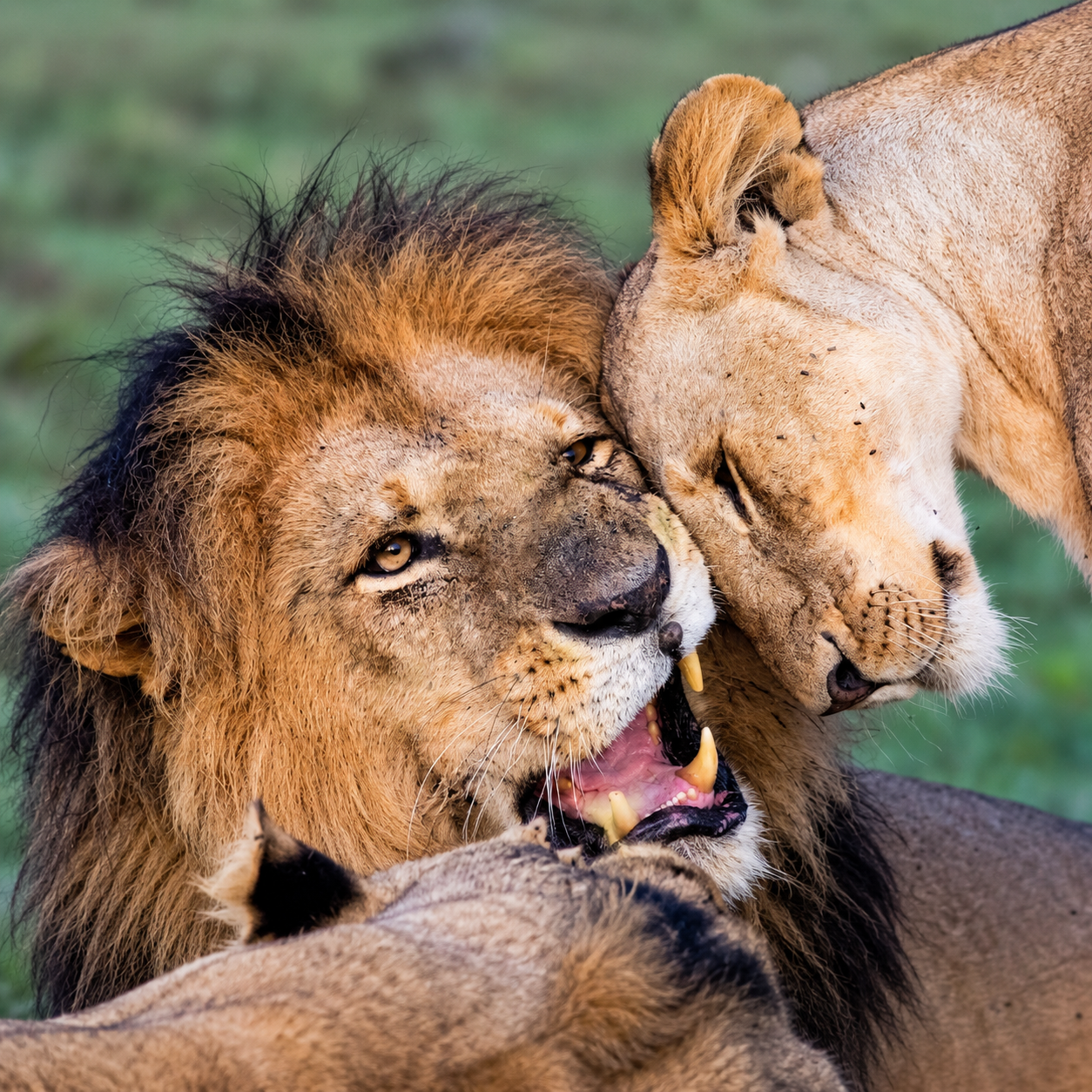 Maasai Mara safari